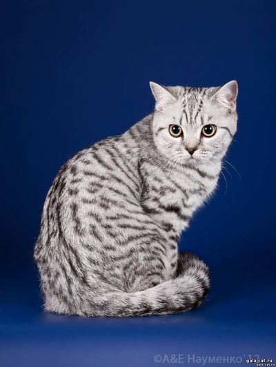 Британская кошка Kingly Silver