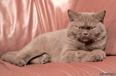 Британская кошка Софи Мурэн,gala-cat.ru
