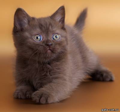 Британская шоколадная кошка