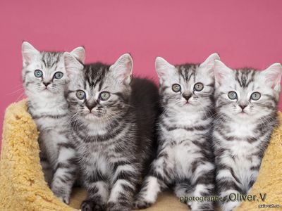британские серебристые рисунчатые котята Gala-cat.ru