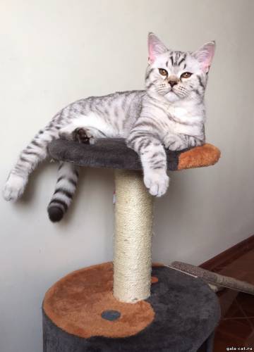 британский кот шоколадный серебристый пятнистый