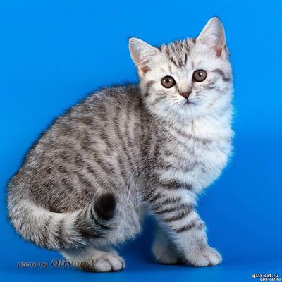 Британский серебристый пятнистый котенок в возрасте 2 месяца, Gala-cat