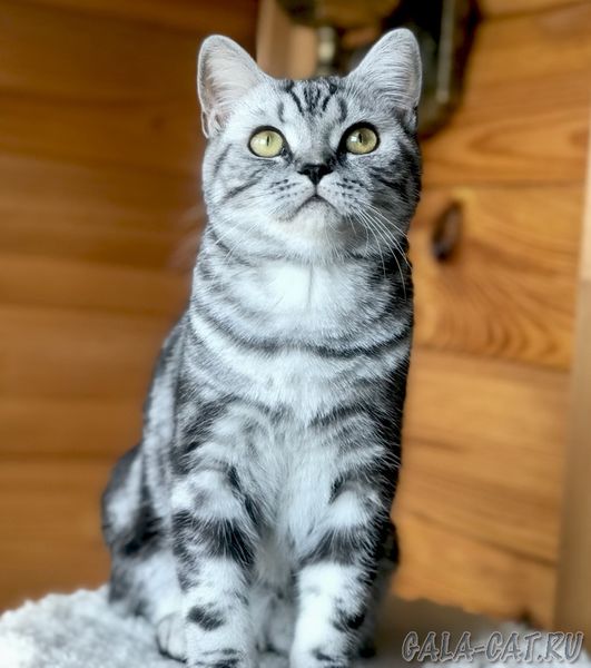 питомник британских серебристых мраморных котят