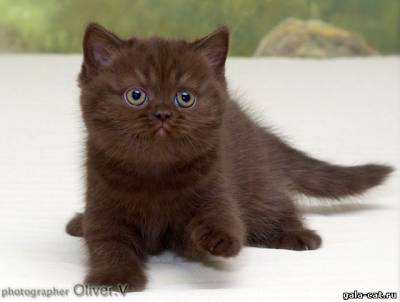 Британский котенок окраса шоколадный дым , возраст 7 недель
