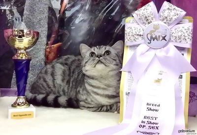 британский gпятнистый серебристый котенок из питомника gala-cat.ru