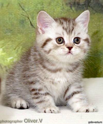 Британский котенок шоколадный серебристый пятнистый, возраст 7 недель
