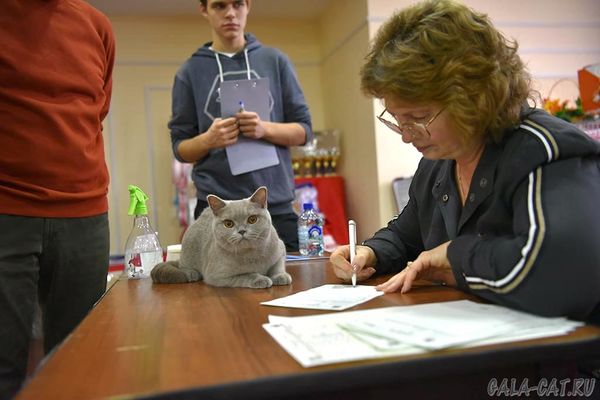 британская кошка Орнелла на судействе у Елены Носковой