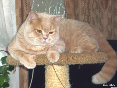 Британский кремовый кот из питомника gala-cat.ru