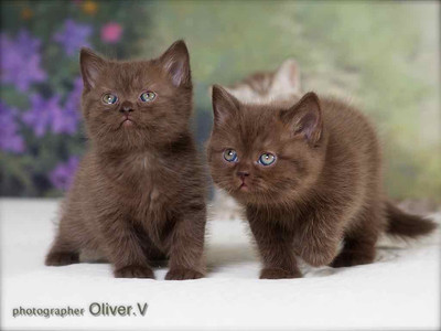 британские шоколадные котята
