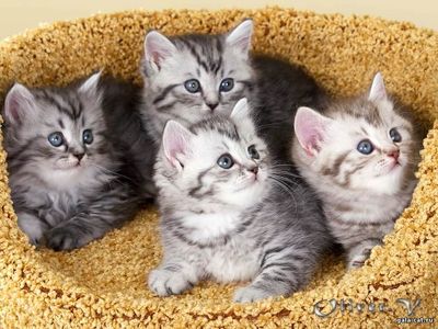 Британские котята серебристые пятнистые из питомника gala-cat.ru