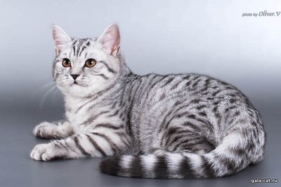 Британский серебристый пятнистый кот в возрасте 5 мес, gala-cat.ru