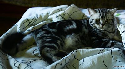 Британский кот серебристый мраморный gala-cat.ru