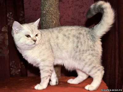 Британский кот Бальтасар, BRI bs 11