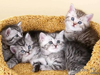 Британские котята серебристые пятнистые из питомника gala-cat.ru