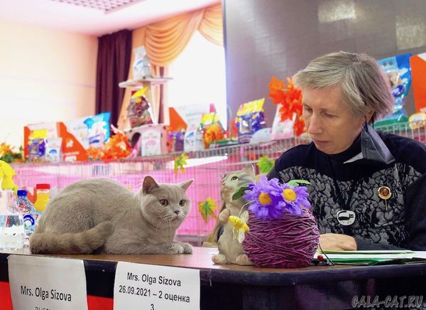 британская кошка Орнелла на судействе у Ольги Сизовой