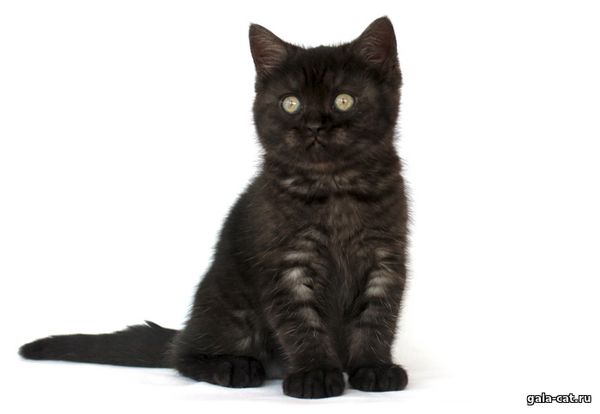 британские серебристые черные котята