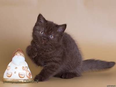 Британский котенок шоколадный дым в возрасте 10 недель