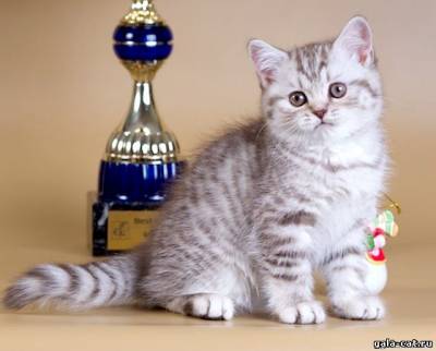 Британский котенок шоколадный серебристый пятнистый