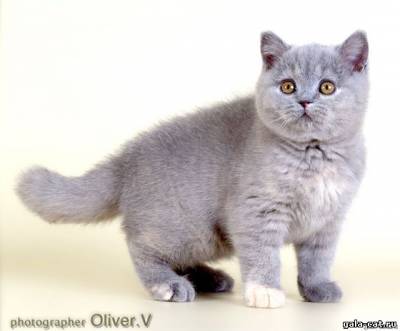 Британская кошка Tiffany High Class*RU