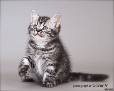британский мраморный серебристый котенок из питомника gala-cat.ru