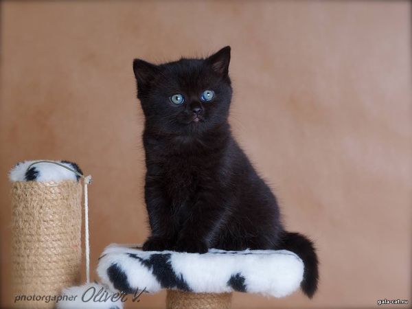 чёрный британский котёнок, 6 недель