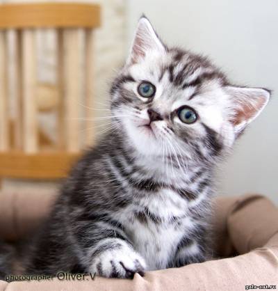 Фото британского мраморного котика из питомника GALA-CAT.RU