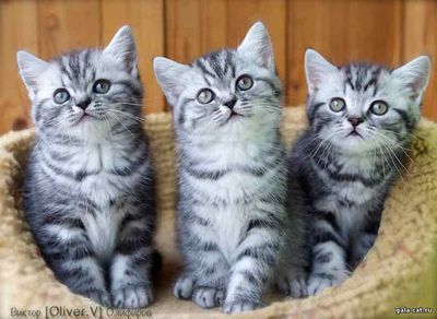 Британские серебристые пятнистые и мраморные котята, возраст 8 недель