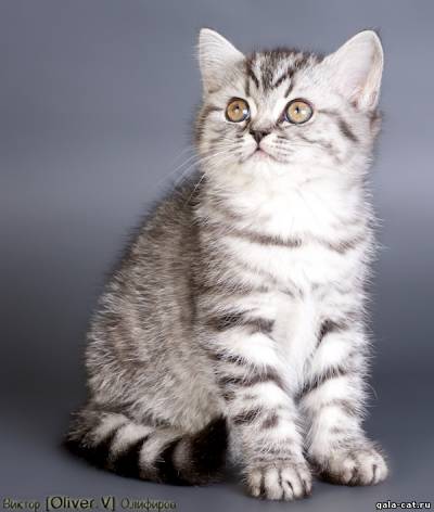 Фото британской серебристой кошечки из питомника GALA-CAT.RU
