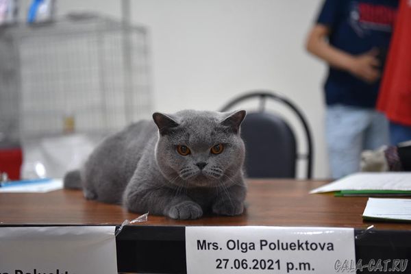 выставка кошек Летний котопарад 2021