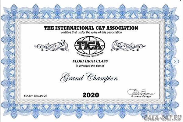 Сертификат Floki High Class*RU - Grand Champion TICA