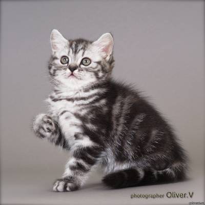 британский мраморный серебристый котенок из питомника gala-cat.ru