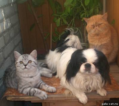 кошки и собаки - дружная семья