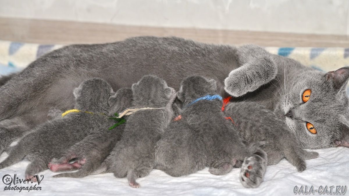 Инга с котятами 26/7/2026 новорожденные британские котята