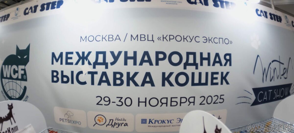 реклама выставки кошек