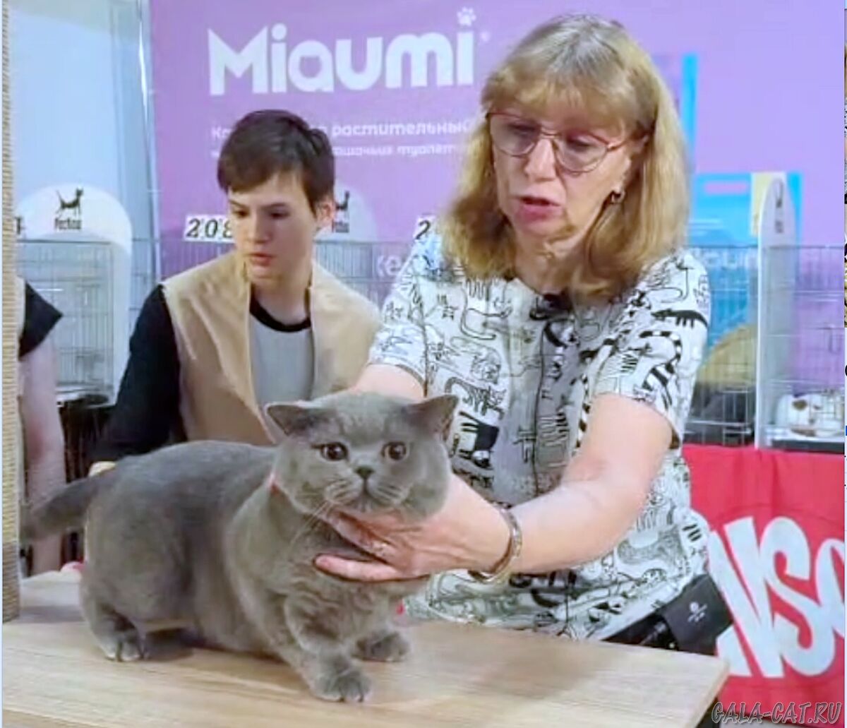 Султан у эксперта Анны Назаровой 21 сент.2025 британский кот