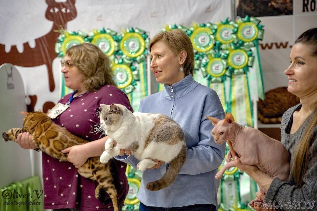 выставка кошек 2026