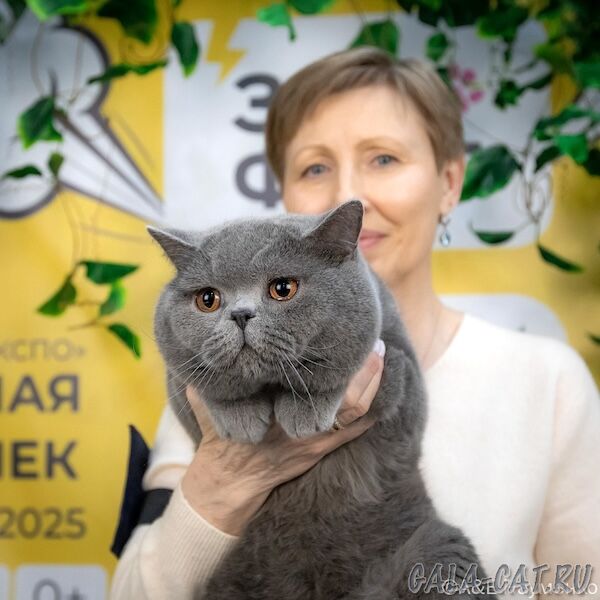Британский кот