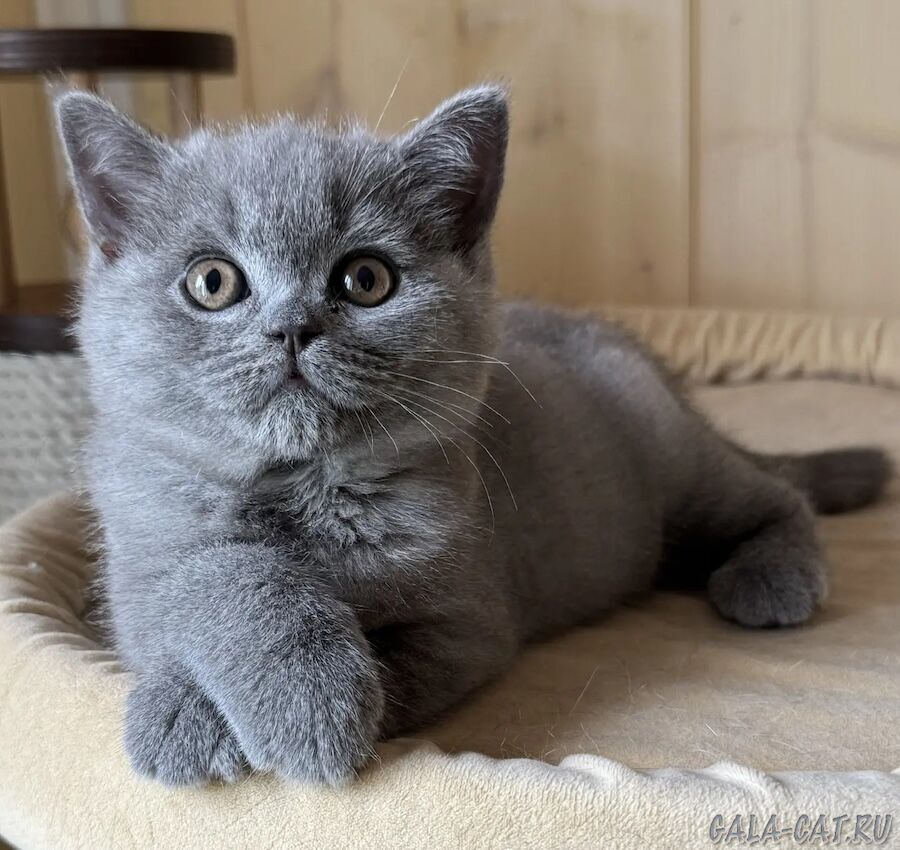 британская кошка