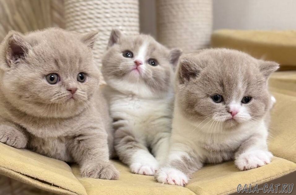 британские котята