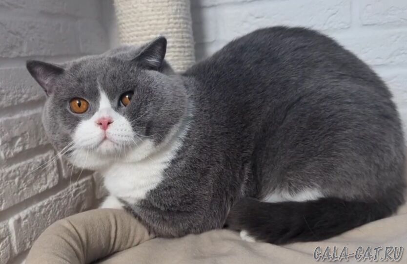 Британский кот William High Class*RU