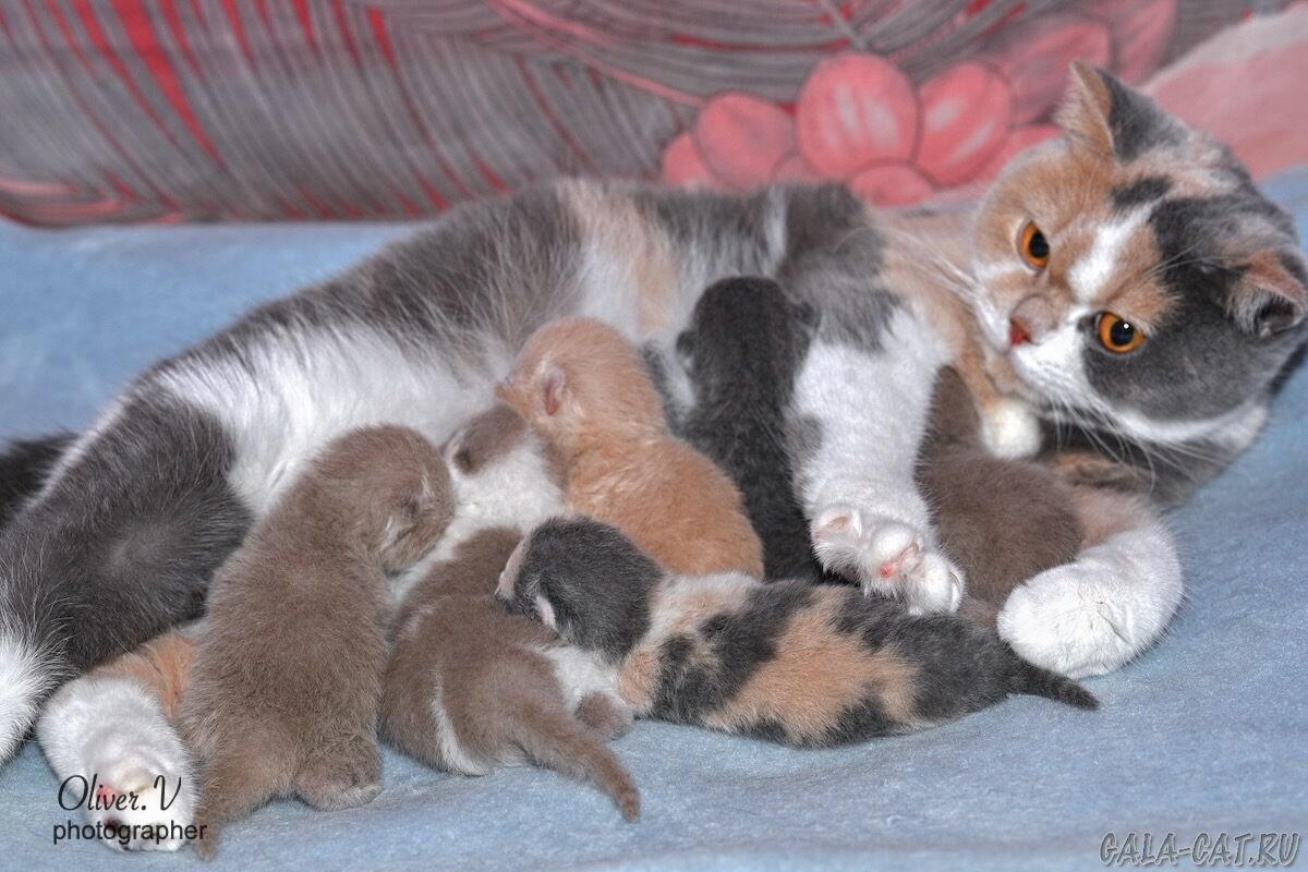 Британские котята gala-cat.ru британские котята