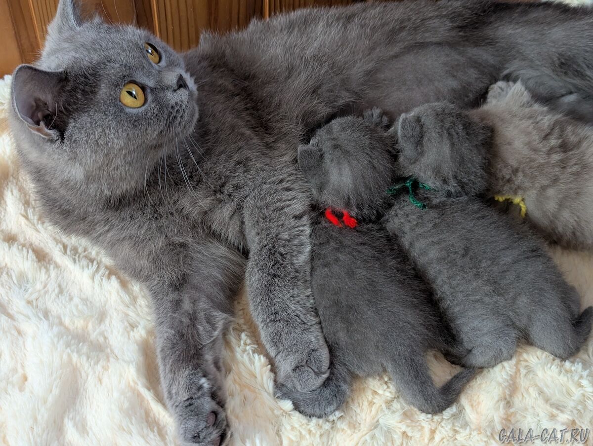 Юсти с котятами британские котята с мамой-кошкой