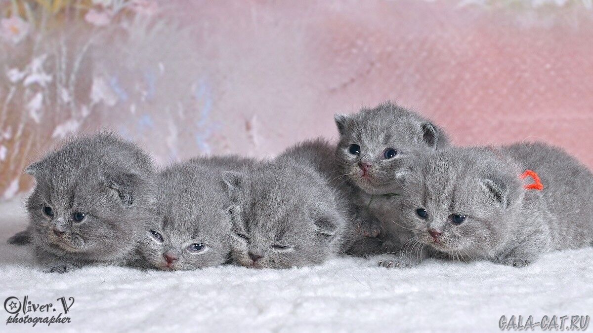 британские котята