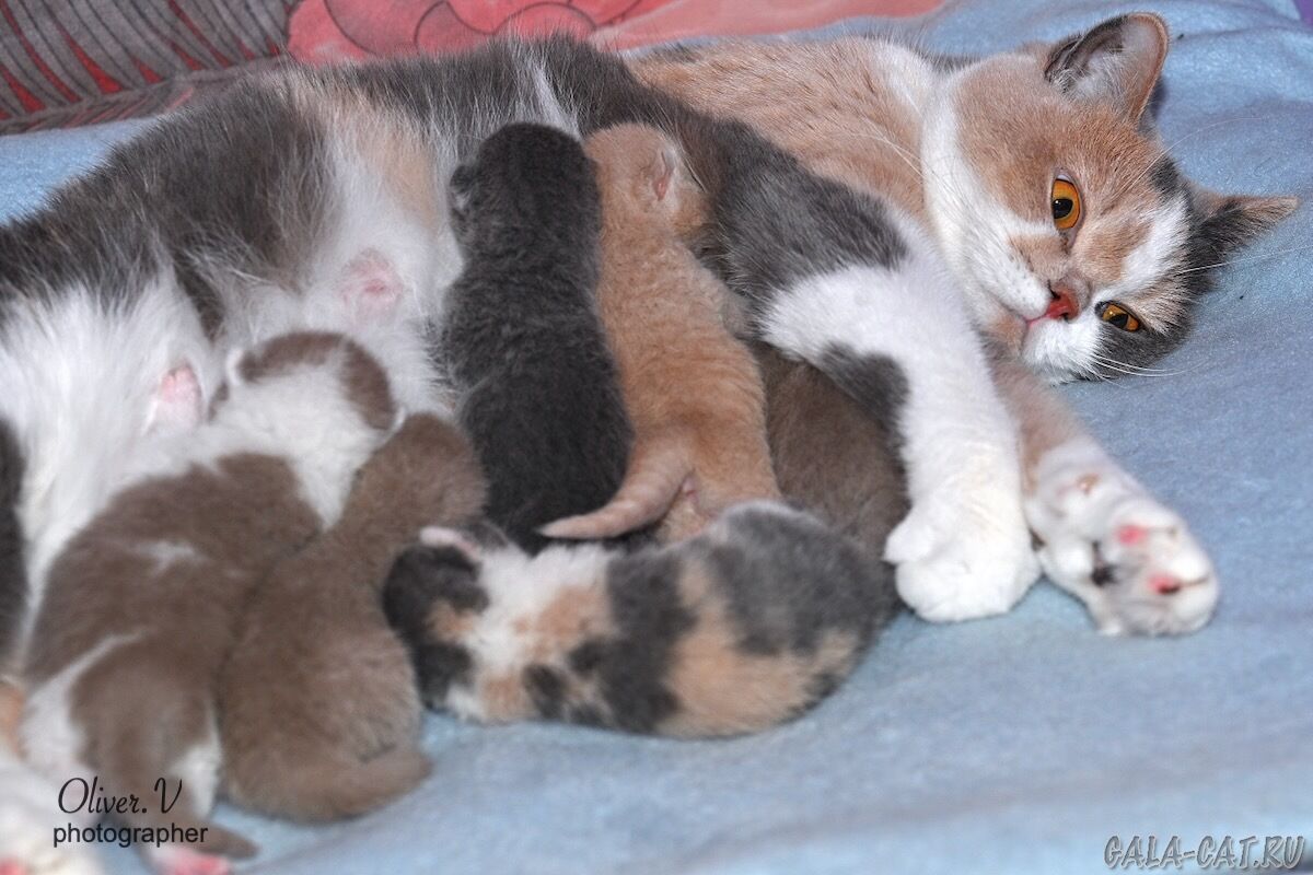 Британские котята gala-cat.ru британские котята