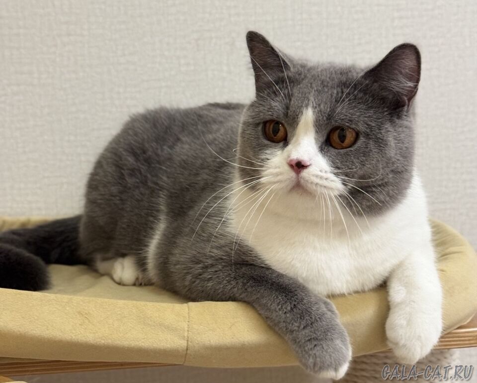 Британская кошка