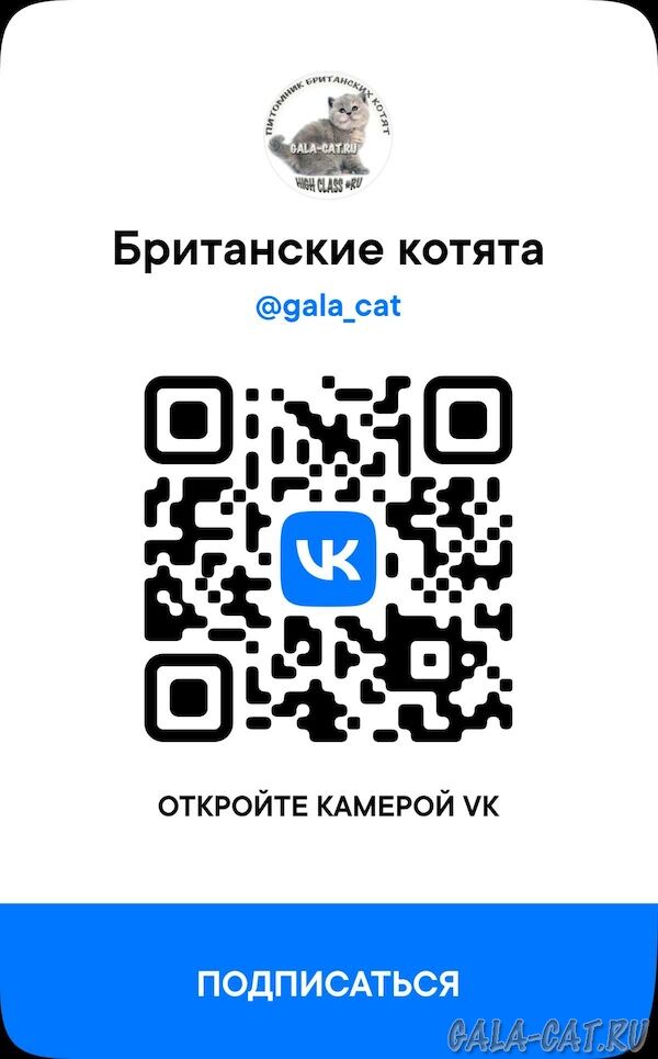 Визитка питомника британских кошек High Class*RU в соцсети VK