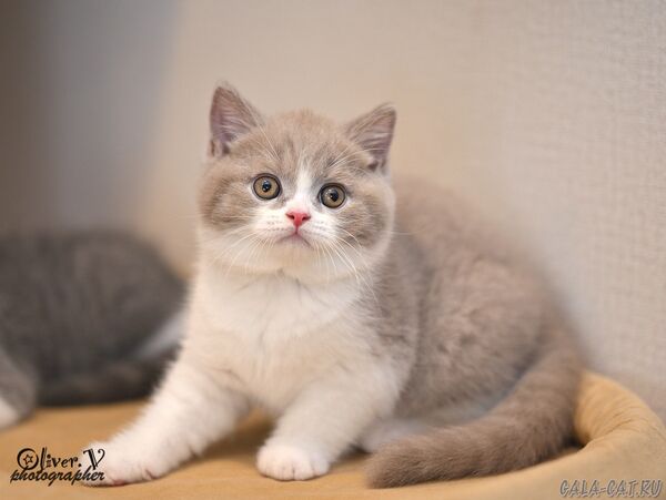 британский котёнок
