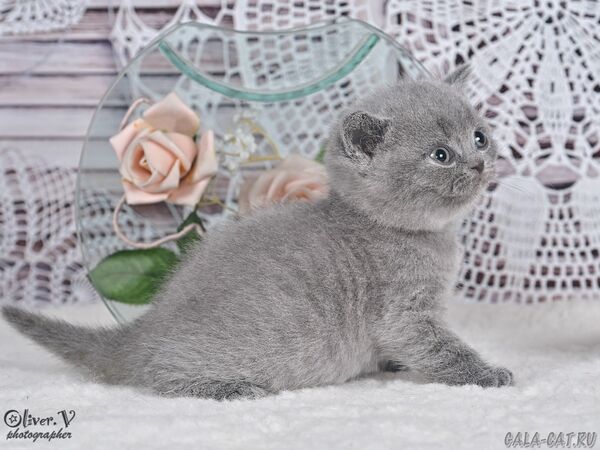 Кот Ясон в возрасте 1 месяц, рожд. 3/7/2026 (2) британский котёнок
