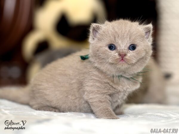 кот 1 лиловый с зелёным ошейником 16/11/25 в возрасте 3 недели британский котёнок