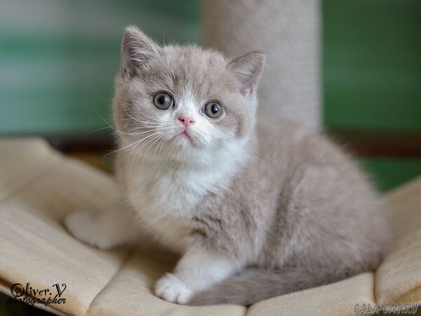 британский котёнок